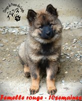 chiot eurasier